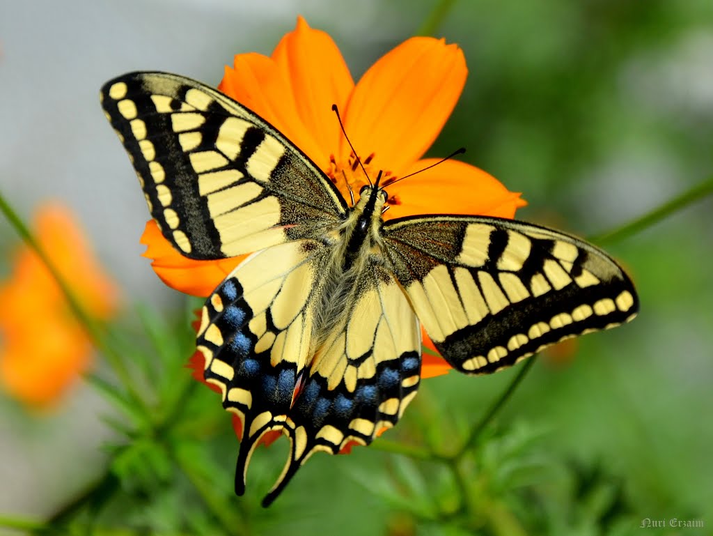 April 4, 2018 Butterfly Symmetry Beginners The Summit