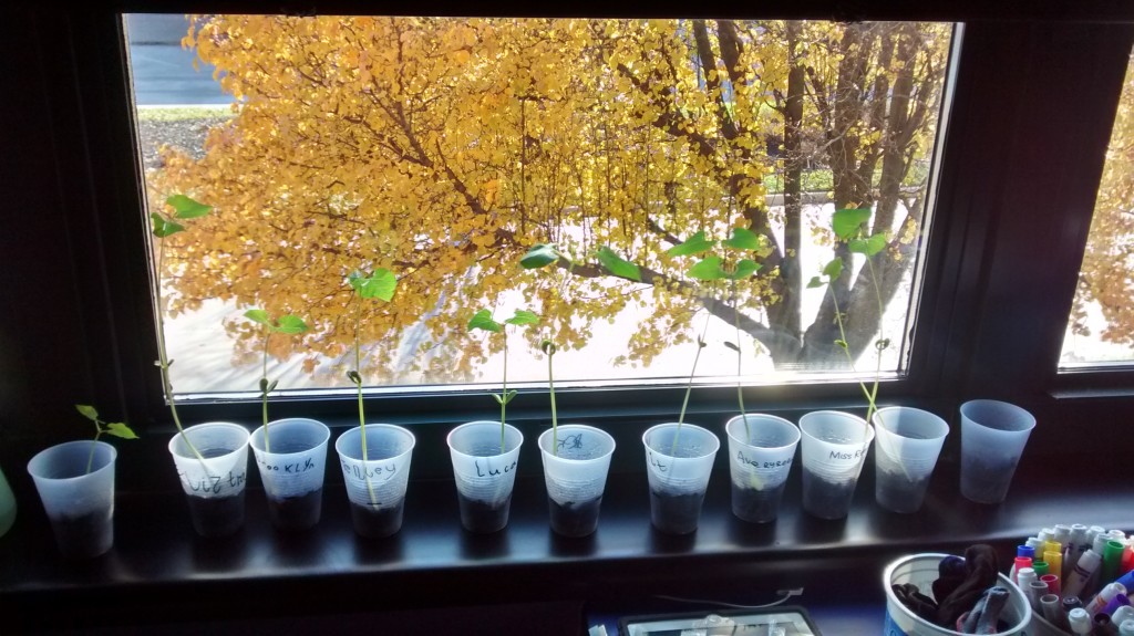 Our Plant Books – Kindergarten Blog