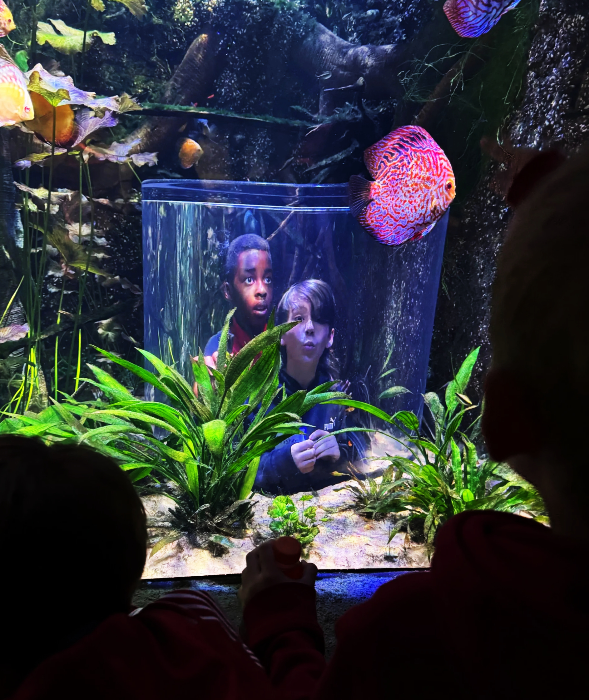 Two Summit students marvel at bright fish in an aquarium from a pop-up bubble inside the tank.